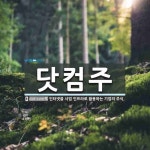 닷컴주 뜻: 인터넷을 사업 인프라로 활용하는 기업의 주식.