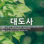 대도사 뜻