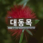 대동목 뜻: 조선 시대에, 대동법에 따라 쌀 대신 거두던 무명.