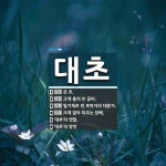 대초 뜻: 큰 초., 크게 흘려 쓴 글씨., 필기체로 된 로마자의 대문자., 크게 말아 피우는 담배. [국어 사전]