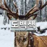 도백색 뜻: 분홍색을 약간 띤 흰색.