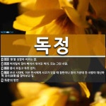 독정 뜻: ‘중’을 낮잡아 이르는 말., 머리털이 많이 빠져서 벗어진 머리. 또는 그런 사람., 몹시 [국어 사전]