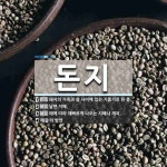 돈지 뜻: 돼지의 가죽과 살 사이에 있는 기름기로 된 층., 날랜 지혜., 때에 따라 재빠르게 나오는 [국어 사전]