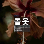 돌옷 뜻: 돌이나 바위의 거죽에 난 이끼., ‘이끼’의 방언, ‘담쟁이’의 방언 [국어 사전]