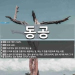동공 뜻: 같은 재주나 솜씨., 같은 공로., 아무것도 없이 텅 비어 있는 굴., 구리로 물건을 만들 [국어 사전]