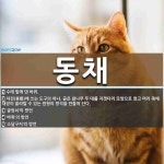 동채 뜻