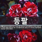 등팔 뜻: 불완전단감 품종의 하나. 수세가 중간 정도이고 가지가 넓게 퍼져 자라는 성질이 있다. 과실