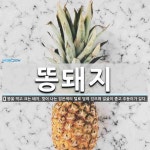 똥돼지 뜻: 똥을 먹고 크는 돼지. 빛이 나는 검은색의 털로 덮여 있으며 얼굴이 좁고 주둥이가 길다.