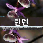 린덴 뜻: 비에이치시(BHC)의 이질체(異質體)인 살충제. 디디티(DDT)보다 살충력이 강하고 자극적