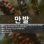 만발 뜻: 병이나 증상이 늦게 나타나는 일. 선천성 병이 중년 이후에 나타나거나, 어떤 병에 감염된 [국어 사전] 만발 뜻... 
