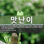 맛난이 뜻: 맛을 돋우기 위하여 음식물에 넣는 조미료의 하나. 연하고 맛있는 고기를 얇고 잘게 썰어서 [국어 사전] 맛난이 뜻: 맛을... 