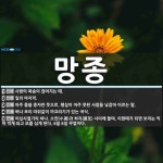 망종 뜻: 사람의 목숨이 끊어지는 때., 일의 마지막., 아주 몹쓸 종자란 뜻으로, 행실이 아주 못된 [국어 사전]