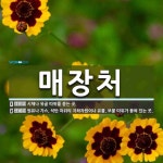 매장처 뜻: 시체나 유골 따위를 묻는 곳., 원유나 가스, 석탄 따위의 지하자원이나 유물, 보물 따위가 [국어 사전]