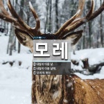 모레 뜻