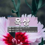 목상 뜻: 재목을 사고파는 장사. 또는 그런 장수., 재목을 사고파는 가게., 나무로 만든 불상, 신 [국어 사전]