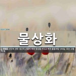천상화 아트 플라워 | 물상화 뜻: 인간이 만든 정신적 산물이 어떤 형상을 지니고 마치 물질처럼 나타남. 또는 그렇게 함.