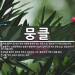 뭉클 뜻: 먹은 음식이 잘 삭지 않아 가슴에 뭉치어 있는 듯한 느낌. ‘뭉글’보다 거센 느낌을 준다. [국어 사전]