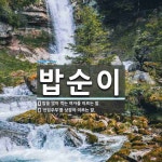 밥순이 뜻: 밥을 많이 먹는 여자를 이르는 말., ‘전업주부’를 낮잡아 이르는 말. [국어 사전]