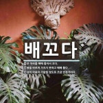 배꼬다 뜻: 끈 따위를 배배 틀어서 꼬다., 몸을 바르게 가지지 못하고 배배 틀다., 남의 마음이 거슬 [국어 사전]