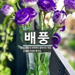 배풍 뜻