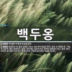 백두옹 뜻: 머리털이 허옇게 센 늙은 남자., 참샛과의 새. 몸의 길이는 18cm 정도이며 얼굴은 흰색 [국어 사전]