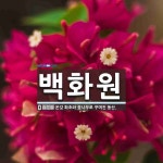 백화원 뜻