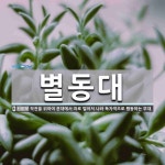 별동대 뜻
