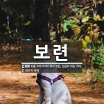 보련 뜻: 위를 꾸미지 아니하고 만든, 임금이 타는 가마., ‘담요’의 방언 [국어 사전]