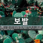 남북로에 보발 뜻: 조선 시대에, 걸어서 급한 공문을 전하는 일을 맡아 하던 사람. 또는 그 공문. 남북로에 