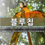 블루칩 뜻: 주식 시장에서, 건전한 재무 구조를 유지하고 있다고 판단된 회사의 주식을 이르는 말., 농 [국어 사전]