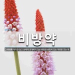 비방약 뜻: 자기만 알고 남에게 공개하지 않는 특별한 효험이 있는 약방문 또는 약.