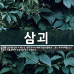 여래로삼공-삼식육점 | 삼괴 뜻: ‘삼공’을 달리 이르는 말. 중국 주나라 때에 조정의 뜰에 세 그루의 회화나무를 심고 삼공