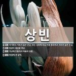 상빈 뜻: 자기보다 지위가 높은 손님. 또는 상좌에 모실 만큼 중요하고... , 임금이 [국어 사전] 상빈 뜻: 자기보다 지위가 높은 손님. 또는 상좌에... 