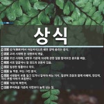 상식 뜻: 상가(喪家)에서 아침저녁으로 궤연 앞에 올리는 음식., 고려... , [국어 사전] 상식 뜻: 상가(喪家)에서 아침저녁으로 궤연 앞에 올리는... 