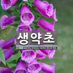 생약초 뜻: 말리거나 익히거나 가공하지 아니한 약초.