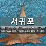 서귀포 뜻: 제주특별자치도 남부에 있는 시. 항구 도시이며, 정방 폭포ㆍ연외천ㆍ천지연 폭포 따위의 많은