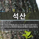 석산 뜻: 돌이나 바위가 많은 산., 돌을 캐내는 광산., 수선화과의 여러해살이풀. 높이는 30~50 [국어 사전]