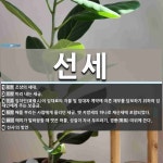 선세 뜻: 조상의 세대., 미리 내는 세금., 임차인(賃借人)이 임대료의 지불 및 임대차 계약에 따른 [국어 사전]