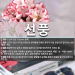 선풍 뜻