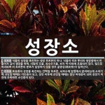 성장소 뜻