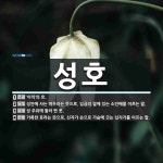성호 뜻