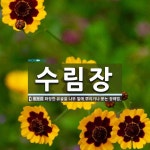 수림장 뜻: 화장한 유골을 나무 밑에 뿌리거나 묻는 장례법.