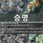 승명 뜻: 임금이나 어버이의 명령을 받듦., 승려가 되는 사람에게 종문(宗門)에서 지어 주는 이름., [국어 사전]