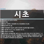 시초 뜻: 품질이 낮고 굵게 썬 담뱃잎., 맨 처음., 증권 시장에서, 전장(前場) 또는 후장(後場) [국어 사전]