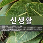 신생활 뜻
