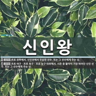 신인왕 뜻: 프로 권투에서, 신인전에서 우승한 선수. 또는 그 선수에게 주는 상., 프로 야구ㆍ프로 축 [국어 사전]