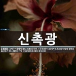 신촉광 뜻: 국제단위계에서 광도(光度)의 단위. 1신촉광은 540기가헤르츠의 단일색 광원의 복사도가 매