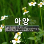 아양 뜻: 귀염을 받으려고 알랑거리는 말. 또는 그런 짓., 벙어리 양이라는 뜻으로, 어리석은 사람을 [국어 사전]