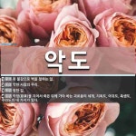 악도 뜻: 흰 물감으로 벽을 칠하는 일., 악한 사람의 무리., 험한 길., 악업(惡業)을 지어서 죽 [국어 사전]