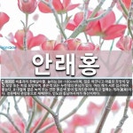 안래홍 뜻